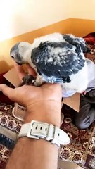 African gray baby parrot