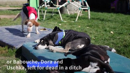 French sanctuary offers a forever home to disabled, abused animals