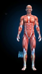 🤩 6 Amazing Fun Facts About the Human Body 🎉