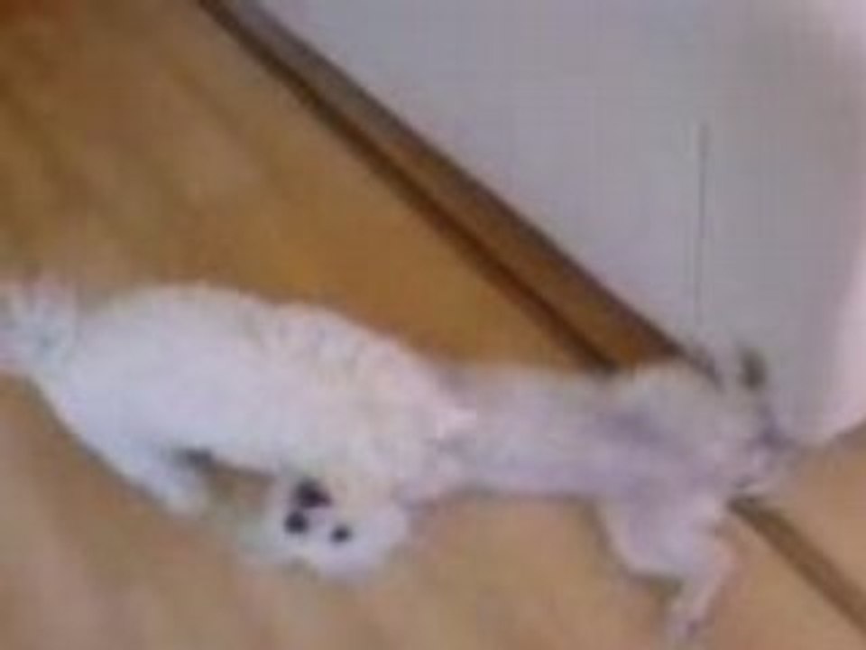 Misty et Dalco retrouvent la joie de vivre