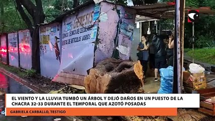 El viento y la lluvia tumbó un árbol y dejó daños en un puesto de la Chacra 32-33 durante el temporal que azotó Posadas