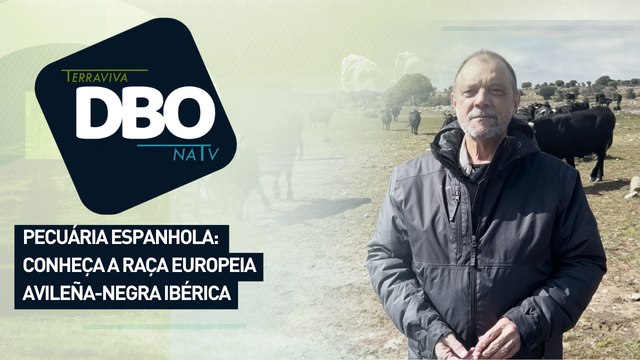 Pecuária espanhola: conheça a raça europeia Avileña-Negra Ibérica