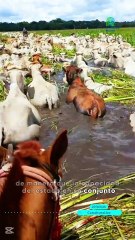🌊 Bolivia en Emergencia Nacional por Inundaciones 🚨