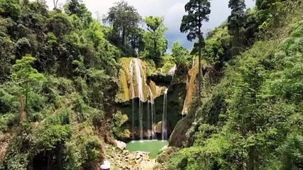 The Secret Life of Forest Insects