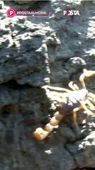 El clima que incrementa la posibilidad de ser picado por un alacrán en Durango