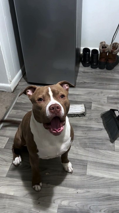 Argumentative K9