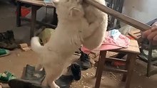 two dogs fighting