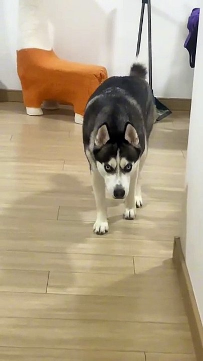 Alaskan Malamute_When he jumped at the end, I felt as if my soul had flown away.