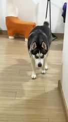 Alaskan Malamute_When he jumped at the end, I felt as if my soul had flown away.