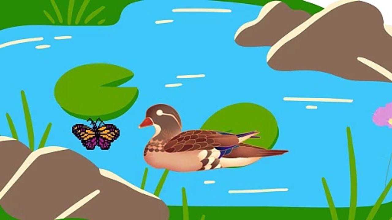 Duck singing