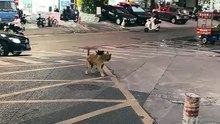 two dogs fighting in the street