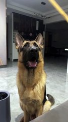 German Shepherd Dog #dog's daily life