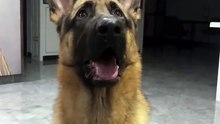 German Shepherd Dog #dog's daily life