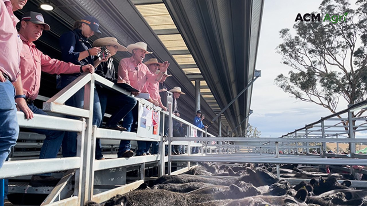 Carcoar Blue Ribbon Weaner Sale - day two