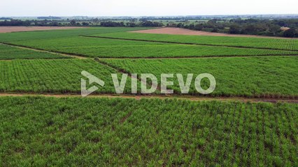Aerial of sugar cane crops in valle del cauca colombia
