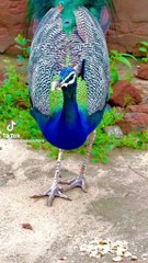 THAR ka khubsorit parindh meor Subscribe my YouTube channel @thardees