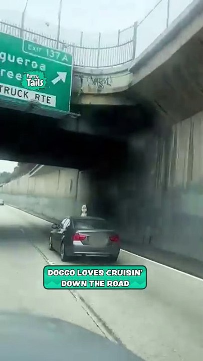 Dog hangs out of the sunroof