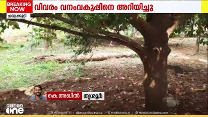 വീണ്ടും പുലി;  ചാലക്കുടിയിൽ വീണ്ടും പുലിയെ കണ്ടതായി നാട്ടുകാർ...വനംവകുപ്പ് പരിശോധന നടത്തി