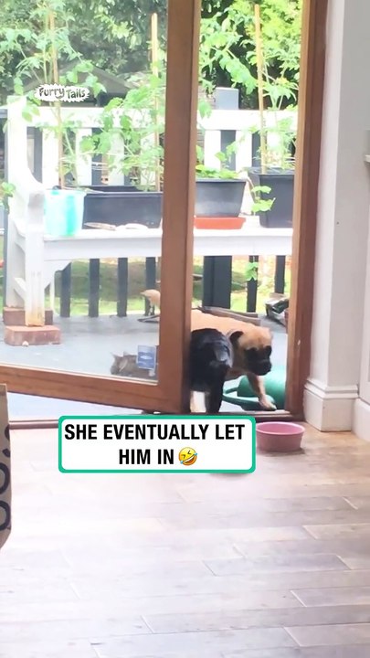 Lach dich schlapp mit Lustige Pfoten Ч. 17