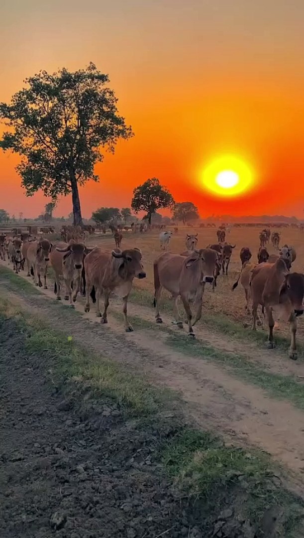 Animals