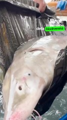 Ils essaient de sauver le plus gros poisson migrateur d'Europe