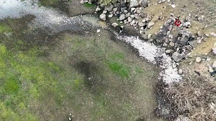 Bir çevre felaketi daha: Kokudan yaklaşılamıyor, binlerce balık ölü bulundu