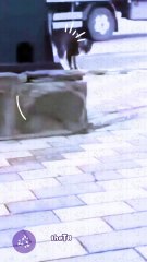 TRANSCENDENT look at the Handstand kitty!