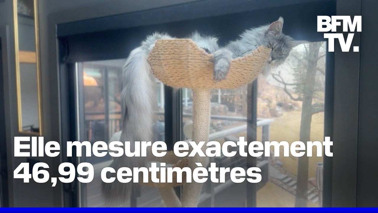 Ce Maine Coon américain détient le record du monde Guinness de la plus longue queue du monde