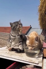 Cute cat😼❤️ #shorts #cat #catvideos