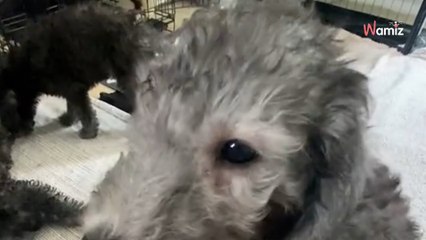 « Chiot ou agneau ? » : Elle rétablit la vérité devant 595,8K personnes interloquées (vidéo)