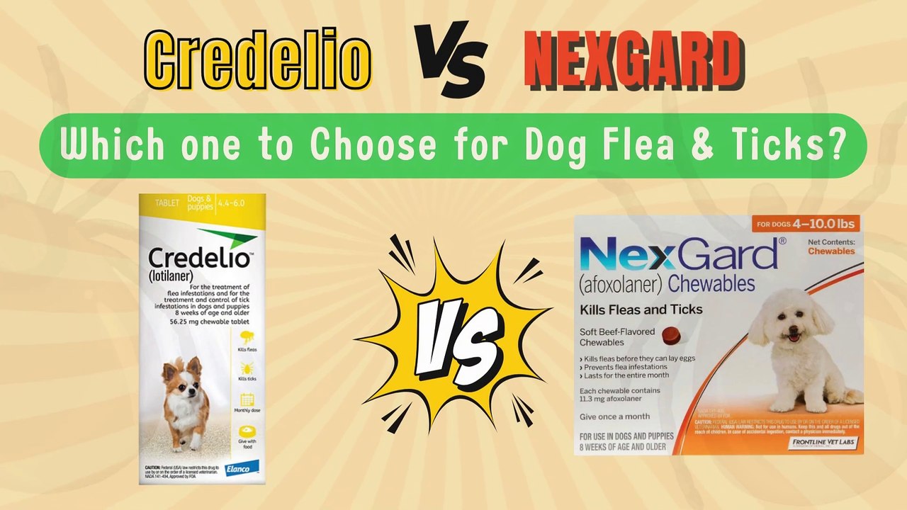 Credelio vs. NexGard: A Guide Choose the Best Option