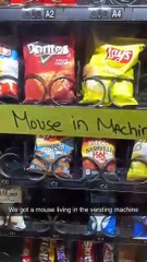 Mouse in the vending machine #shorts #mouse #cute