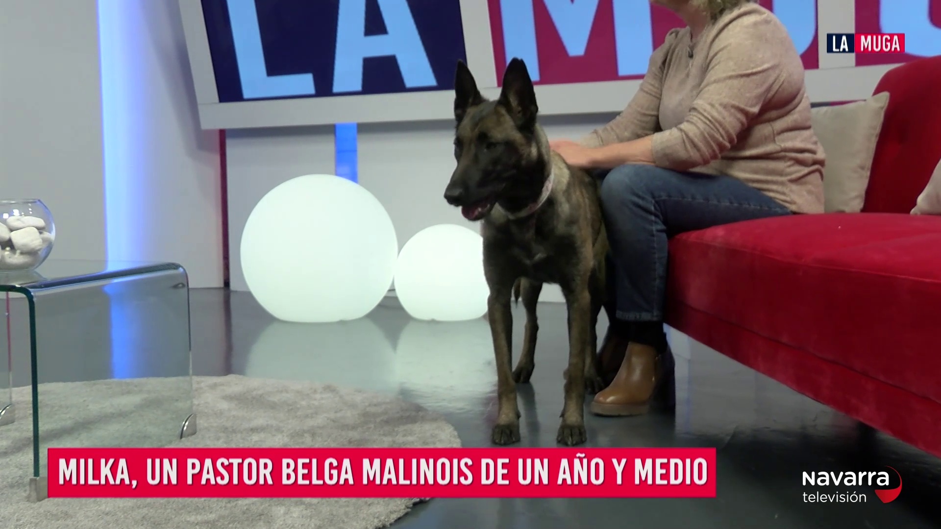 Conocemos a Milka, una pastora belga malinois muy inteligente