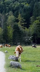 Talking animals & their hilarious reactions