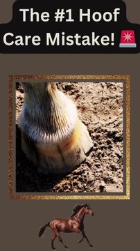 The #1 Hoof Care Mistake That’s Hurting Your Horse!🚨