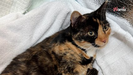 Un chat errant prend ses quartiers dans une société : un matin, les salariés vont avoir une petite surprise