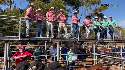 Strong buying gallery boost prices at Strathalbyn