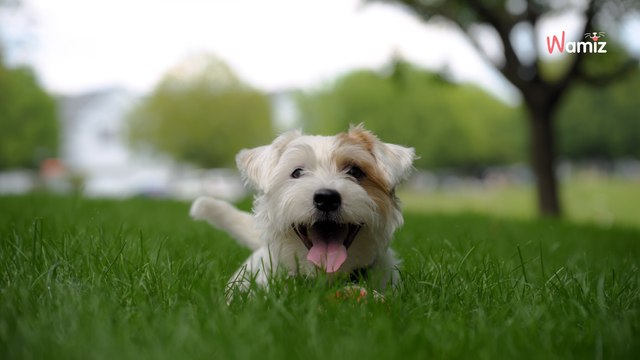 Émotions des chiens : nous ne savons pas les décrypter, selon une étude