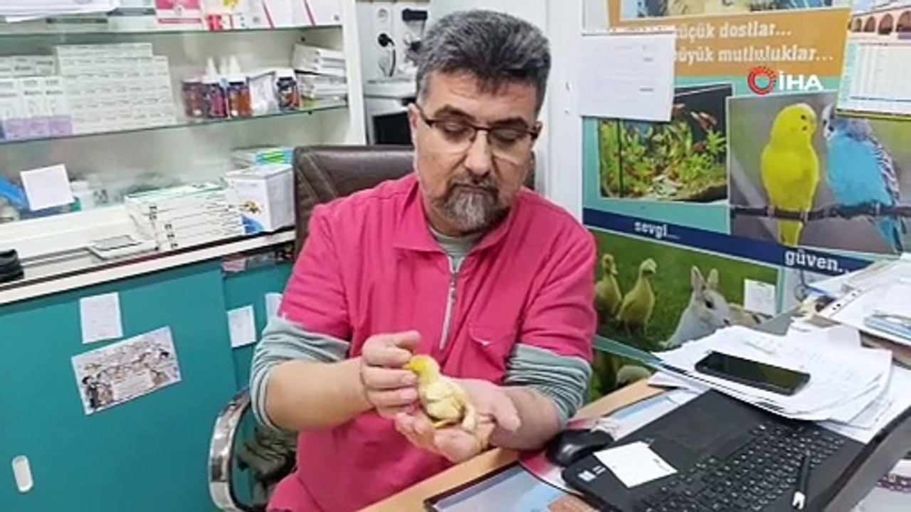 Üç ayaklı civciv görenleri şaşkına çevirdi