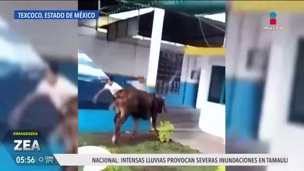 Toros escapan de un corral y son captados corriendo en la Lechería-Texcoco