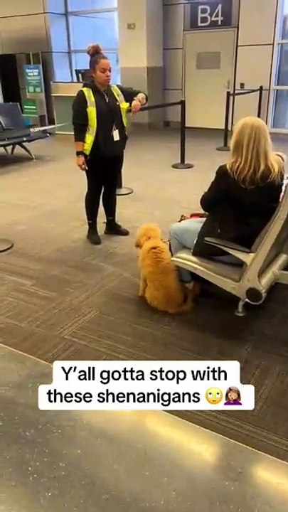 cão