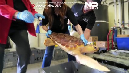 No Comment: Θαλάσσιες χελώνες επιστρέφουν στον Ατλαντικό Ωκεανό ανοιχτά της Φλόριντα