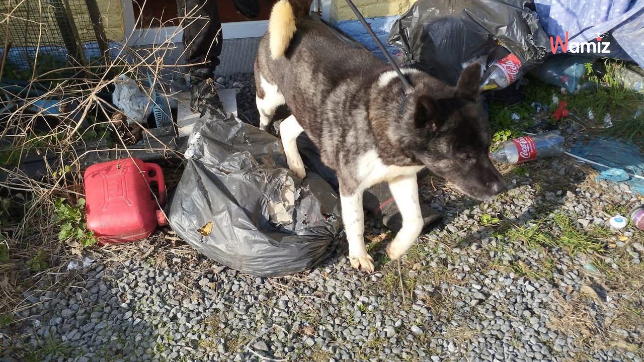 Un refuge se rend chez une éleveuse qui néglige ses animaux : ils découvrent une situation pire que prévue