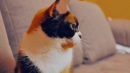 HOW TO MAKE AN ETERNAL TERRARIUM