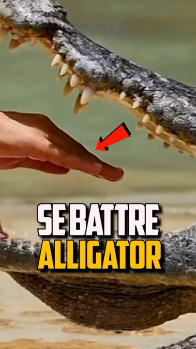 COMMENT DOMPTER UN ALLIGATOR ?!