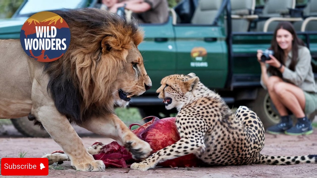 "5 Most Dangerous & Ruthless Lion Fights Ever Recorded | Cheetah, Buffalo, Zebras, Elephants & Wild Dogs | Wild Wonders"