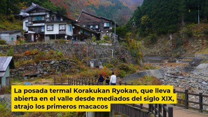 Descubre el Encantador Parque de Monos en Jigokudani 🐒