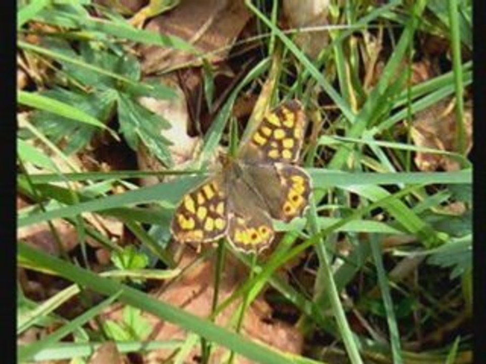 Papillons photos pascal