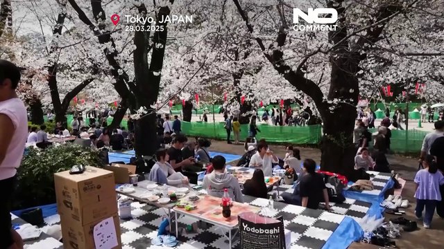 Hanami celebrations begin in Tokyo as cherry blossoms reach their peak
