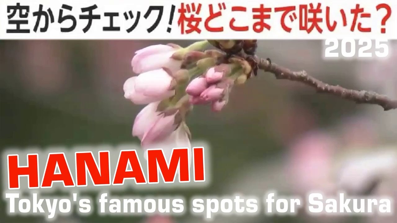 ❀ 東京の名所あす満開 🌸 ❀ Famosi luoghi a Tokyo per vedere l’Hanami Tokyo's famous spots for Sakura 2025年3月28日